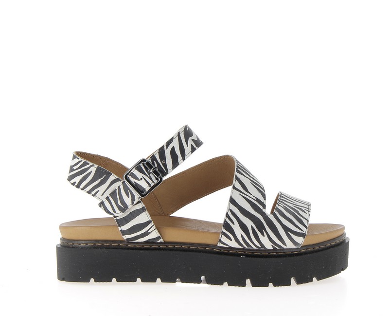 v3363r-zebre